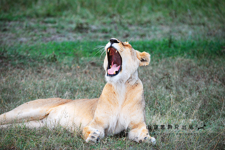 馬賽馬拉不是一個國家公園