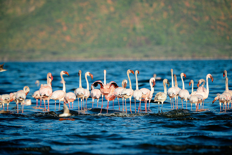 馬賽馬拉不是一個國家公園