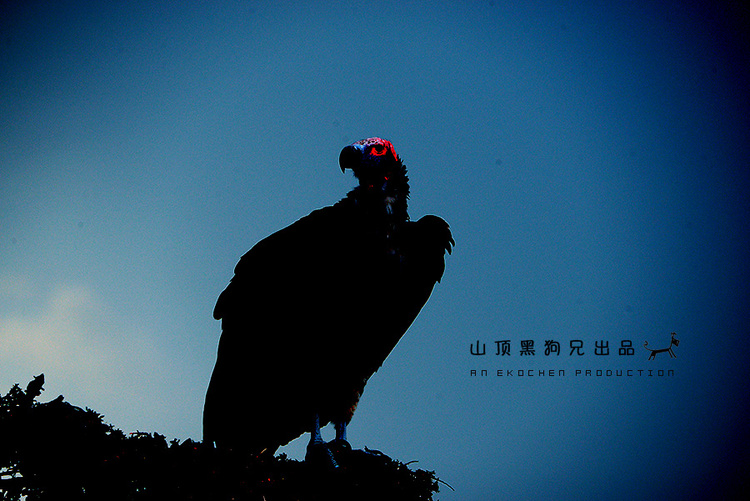 馬賽馬拉：它不是一個國家公園