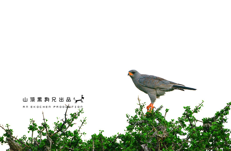 馬賽馬拉：它不是一個國家公園