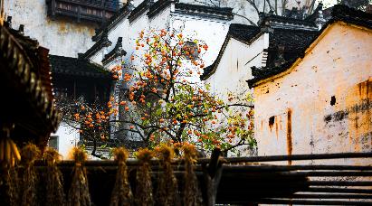 【秋日婺語(yǔ)-曬秋季】<婺源篁嶺曬秋、偉人故里江灣古鎮(zhèn)、小橋流水人家李坑、景德鎮(zhèn)五天高鐵團(tuán)>