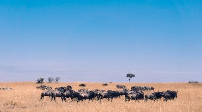【尼羅河的低語】<埃及游輪10天>乘坐海南航空公司，全程直航，特別包含開羅阿斯旺內(nèi)陸航班！