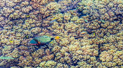 【皇牌玩家】<奧克蘭、羅托魯亞、基督城、蒂卡波、庫克山、瓦納卡>新西蘭南北島10天繽紛夢(mèng)幻之旅