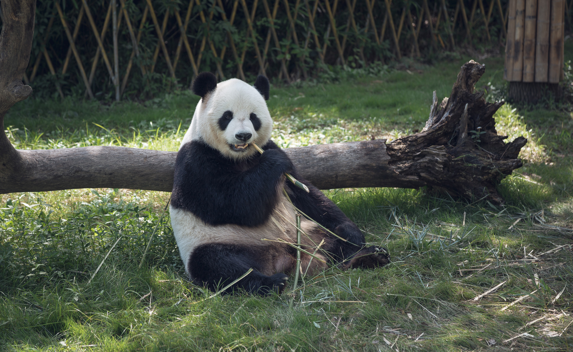 長隆野生動物園封面圖