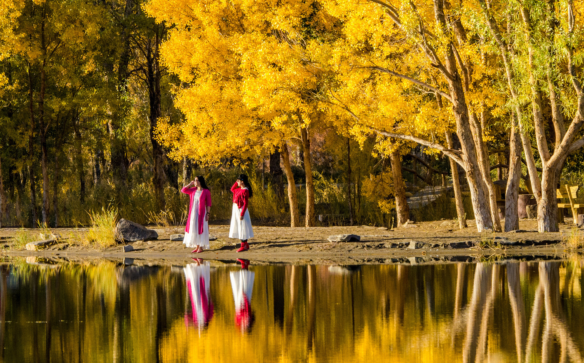 金塔胡楊林封面圖