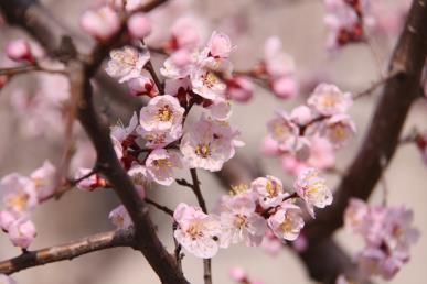 【K1牧野星棲 漫氧阿勒泰雙飛8日】可可托海·海上魔鬼城·喀納斯·禾木·海上魔鬼城·五彩灘·天山天池