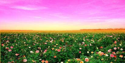 景點：從化玫瑰花海