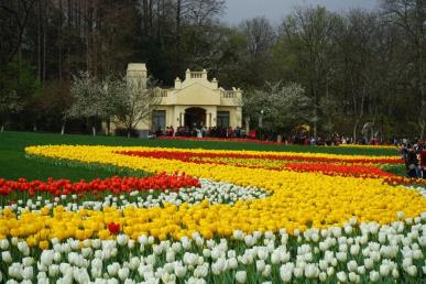 景點(diǎn)：西湖太子灣郁金香