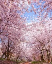 【櫻漫閩南】<漳州古城+大地土樓+永福櫻花+七彩官畬 動車4天游>