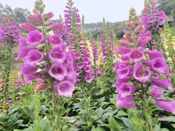 【標(biāo)準(zhǔn)團(tuán)】<龍門盛花谷景區(qū)/田園小火車、南昆山國家森林公園、入住《南昆山竹溪山境溫泉酒店》2天>